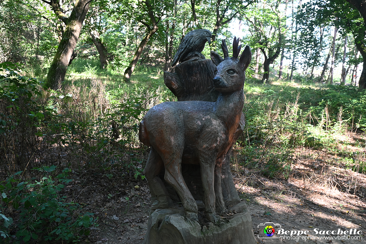 VBS_4699 - Il bosco fatato - Montaldo Roero.jpg